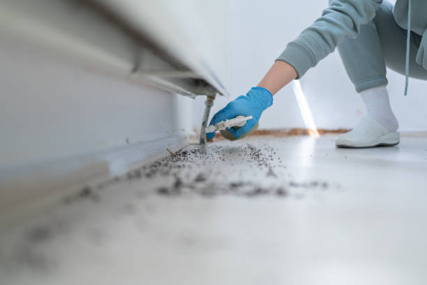 Best Local Pest Control Services  in Wallington, NJ